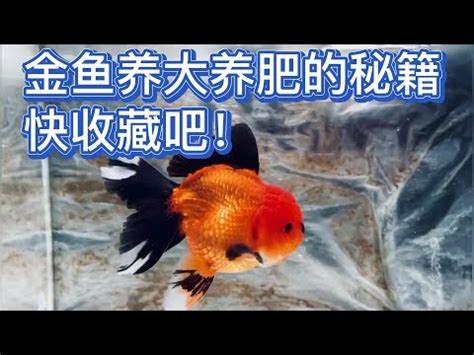 黑牡丹金魚壽命